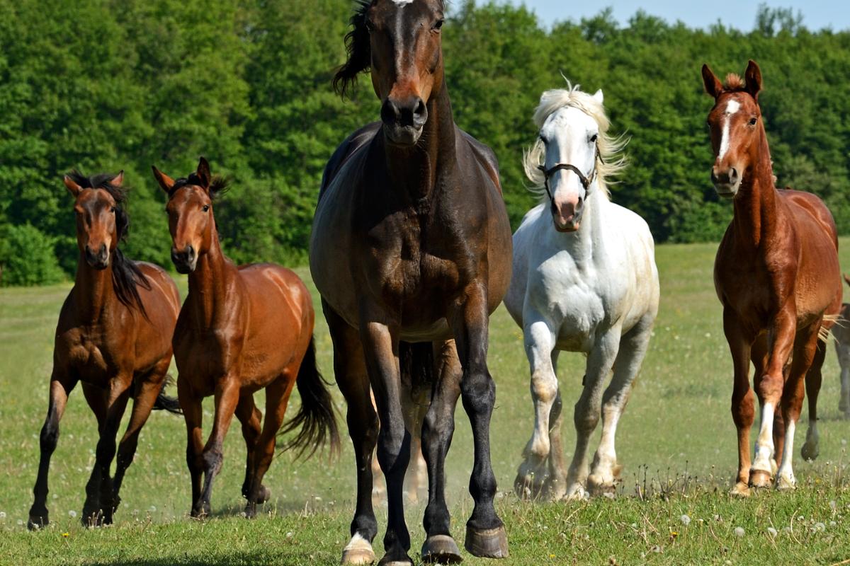 Quais as raças de cavalos mais conhecidas - Imagem: Canva Pró
