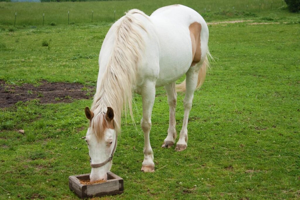 O que cavalo pode comer? - Imagem: Canva Pró