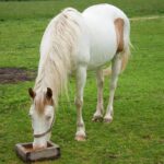 O que cavalo pode comer? - Imagem: Canva Pró