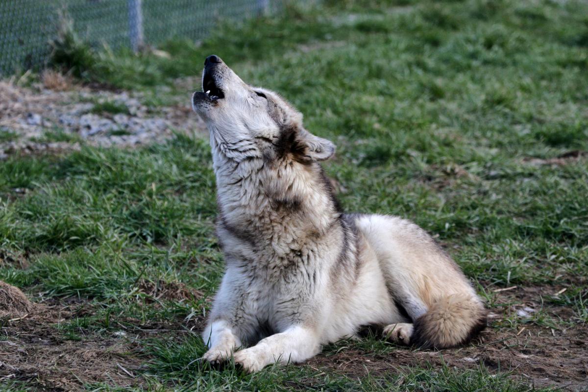 Cão lobo: a fascinante mistura de duas espécies - Imagem: Canva Pró