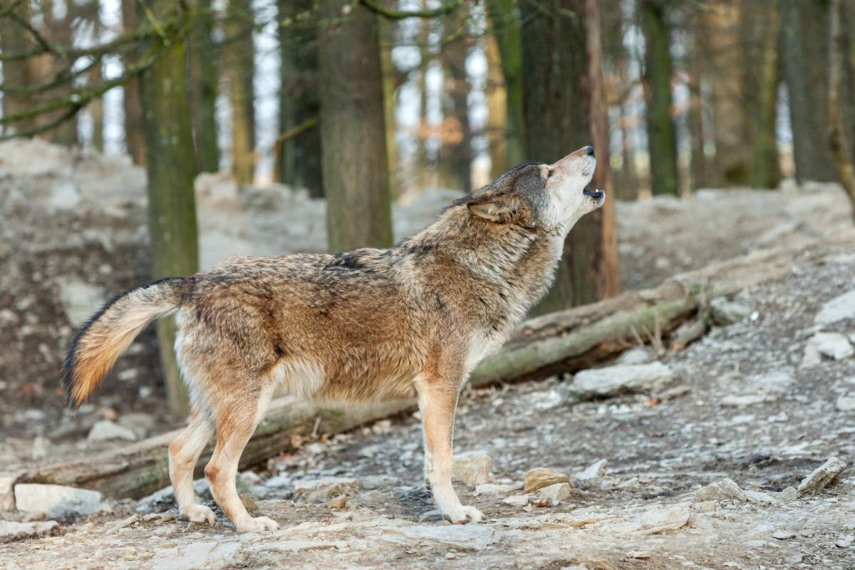 Cão lobo: a fascinante mistura de duas espécies