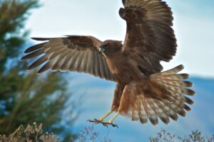 Aves carnívoras? - Imagem: Canva Pró