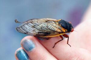 Cigarras: a vida e o canto das criaturas estridentes - Imagem: Canva Pró