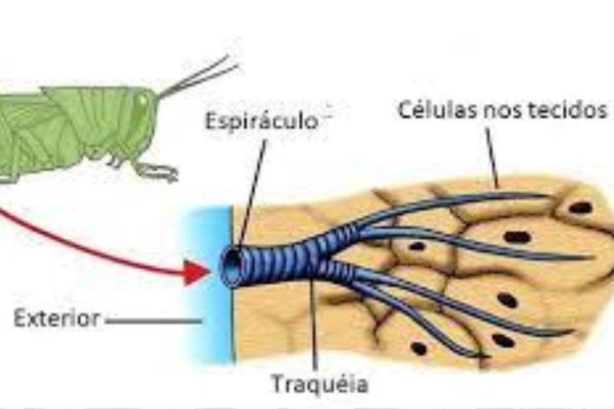 Como os insetos respiram?