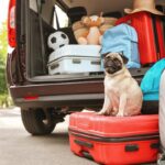 Como viajar com cachorro de carro?