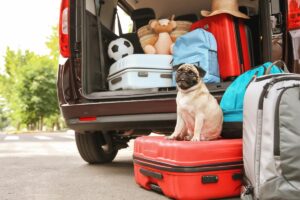 Como viajar com cachorro de carro?