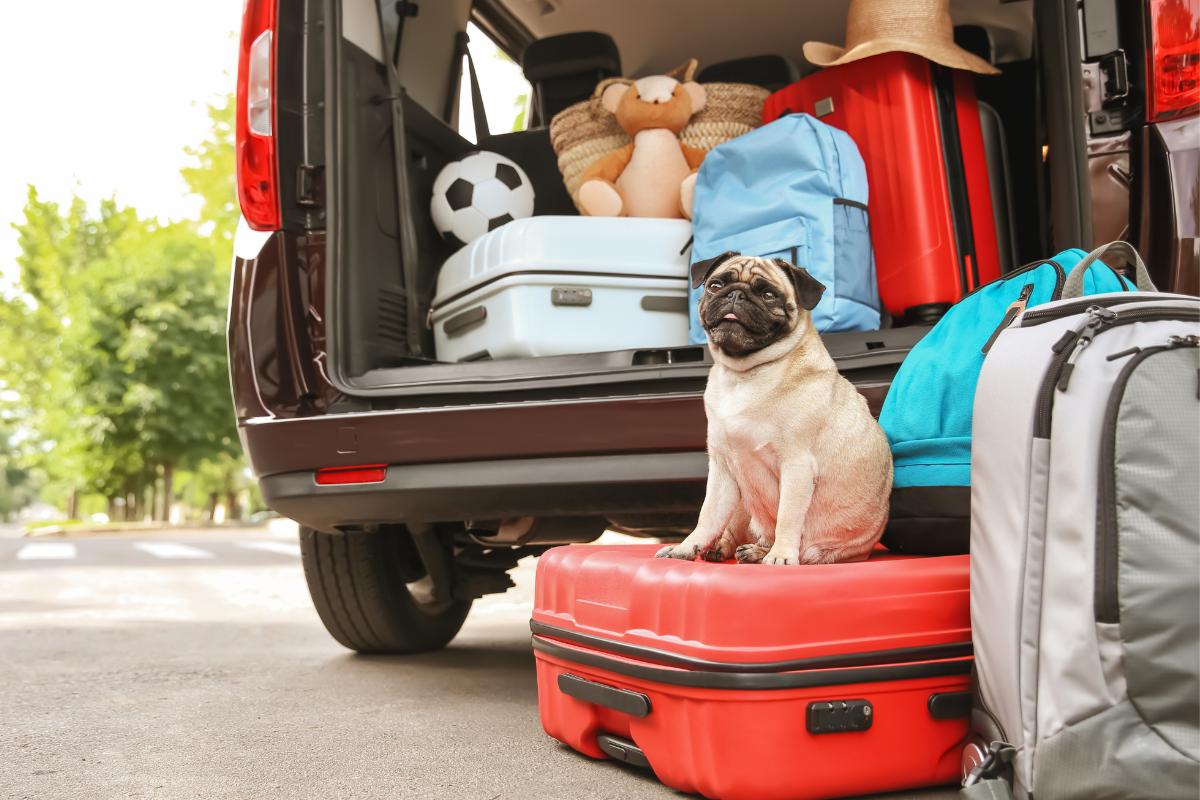 Como viajar com cachorro de carro?