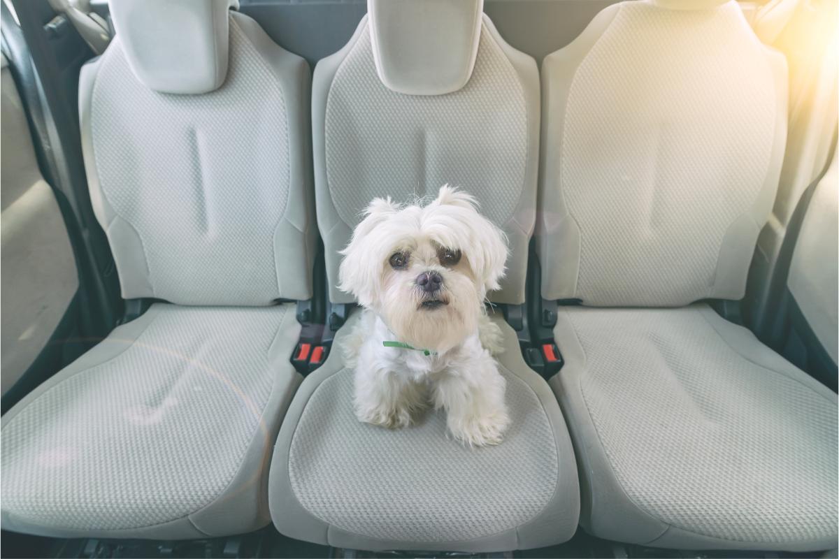 Como viajar com cachorro de carro? - Imagem: Canva Pró