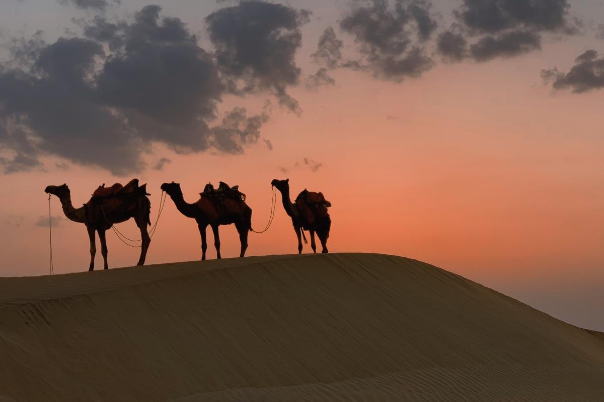 Animais que vivem no deserto: conheça as características - Imagem: Canva Pró