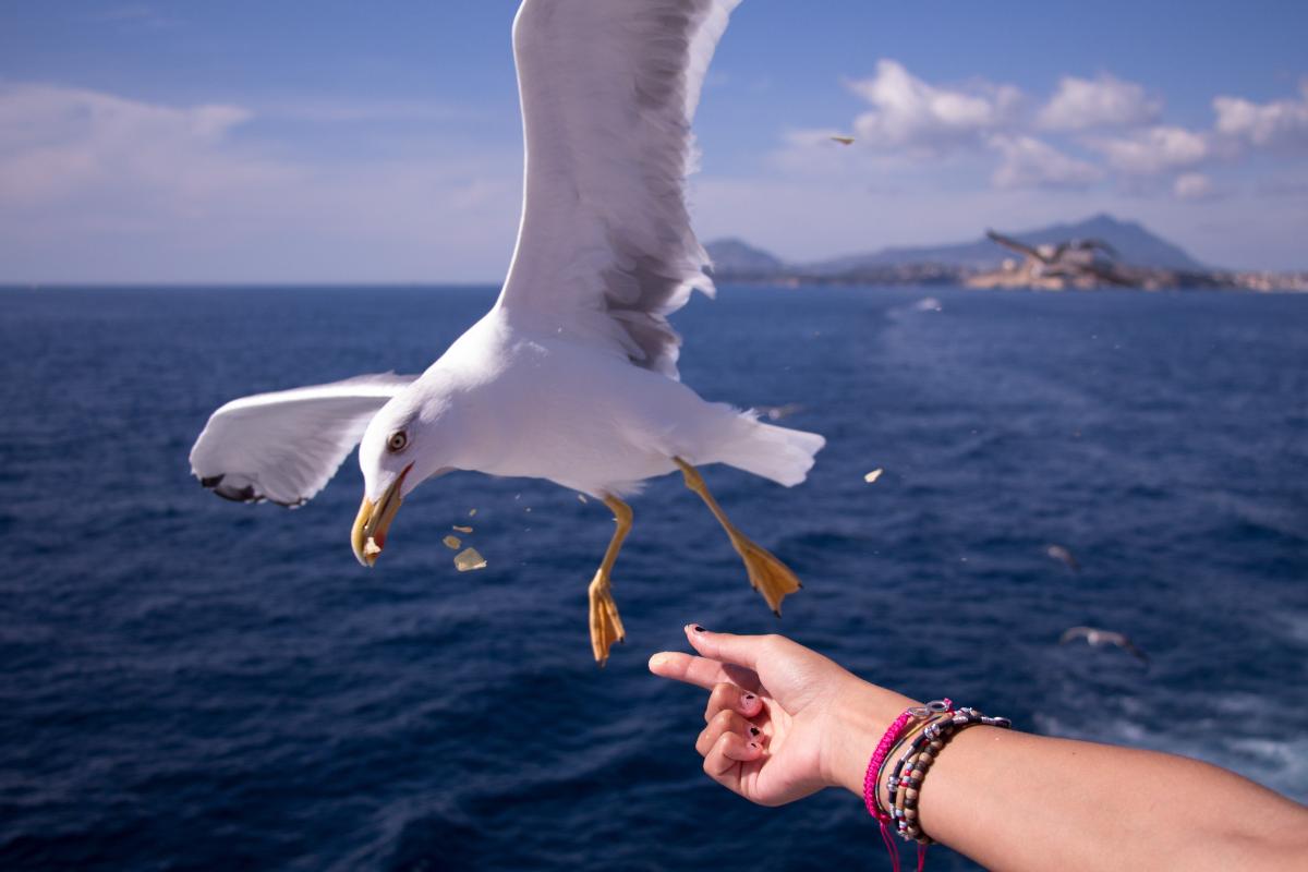 Curiosidades fascinantes sobre as gaivotas - Imagem: Canva Pró