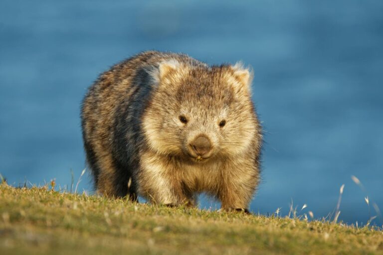 Conheça o vombate um animal nativo da Austrália- Imagem: Canva Pró