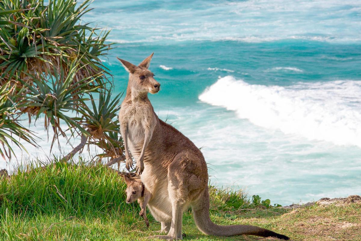Animais da Austrália: conheça a fauna única do continente - Imagem: Canva Pró