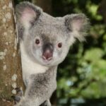 Animais da Austrália: conheça a fauna única do continente