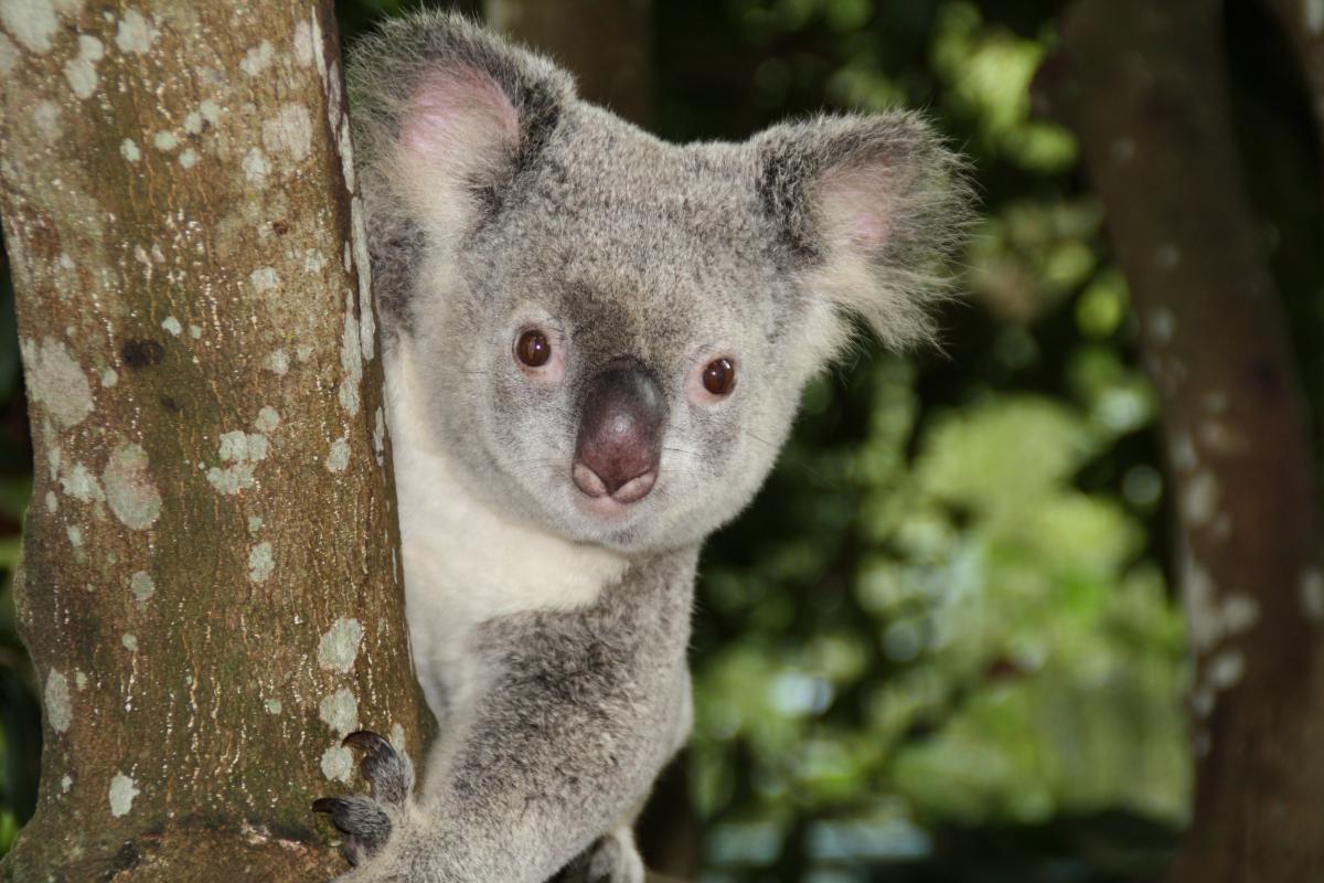 Animais da Austrália: conheça a fauna única do continente