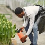 Como cultivar tulipa: passo a passo - Imagem Canva Pró