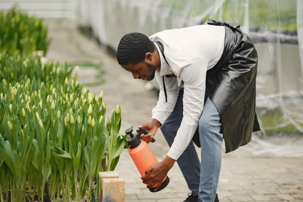 Como cultivar tulipa: passo a passo - Imagem Canva Pró