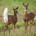 O veado-de-cauda-branca: uma das criaturas mais majestosas - Canva Pró