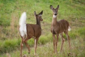 O veado-de-cauda-branca: uma das criaturas mais majestosas - Canva Pró