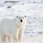 Descubra os animais surpreendentes que vivem na tundra ártica