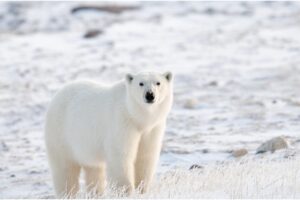 Descubra os animais surpreendentes que vivem na tundra ártica