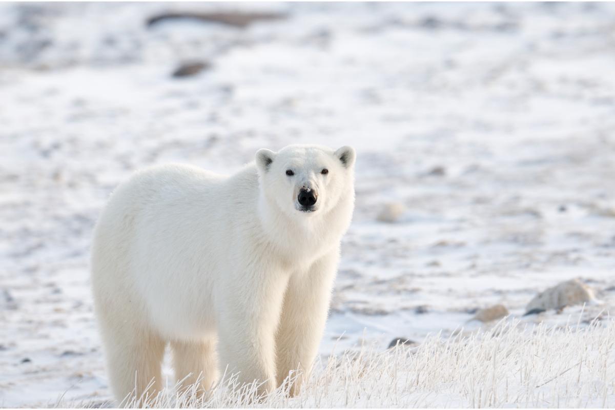 Descubra os animais surpreendentes que vivem na tundra ártica