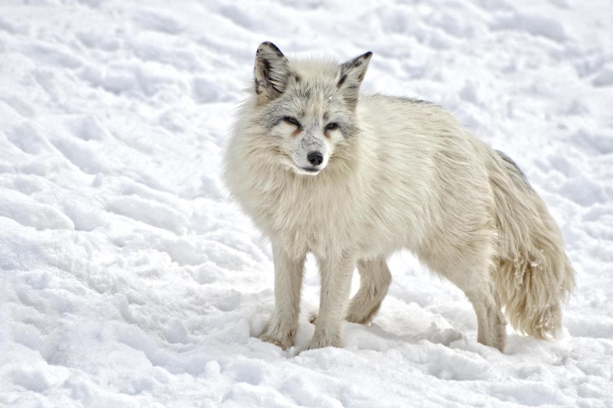 Descubra os animais surpreendentes que vivem na tundra ártica - Imagem: Canva Pró