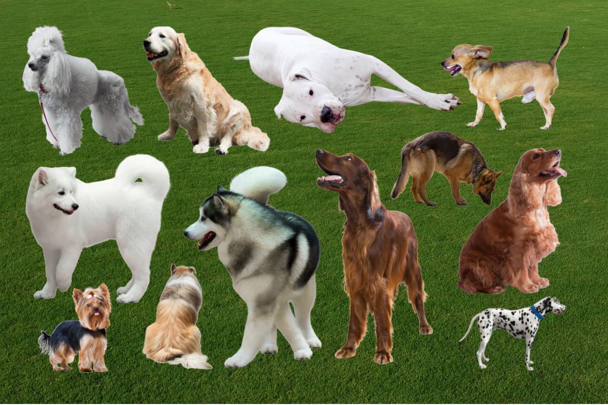 Curiosidades sobre as raças de cães