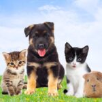 Nomes para pets com a letra A - Imagem: Canva Pró