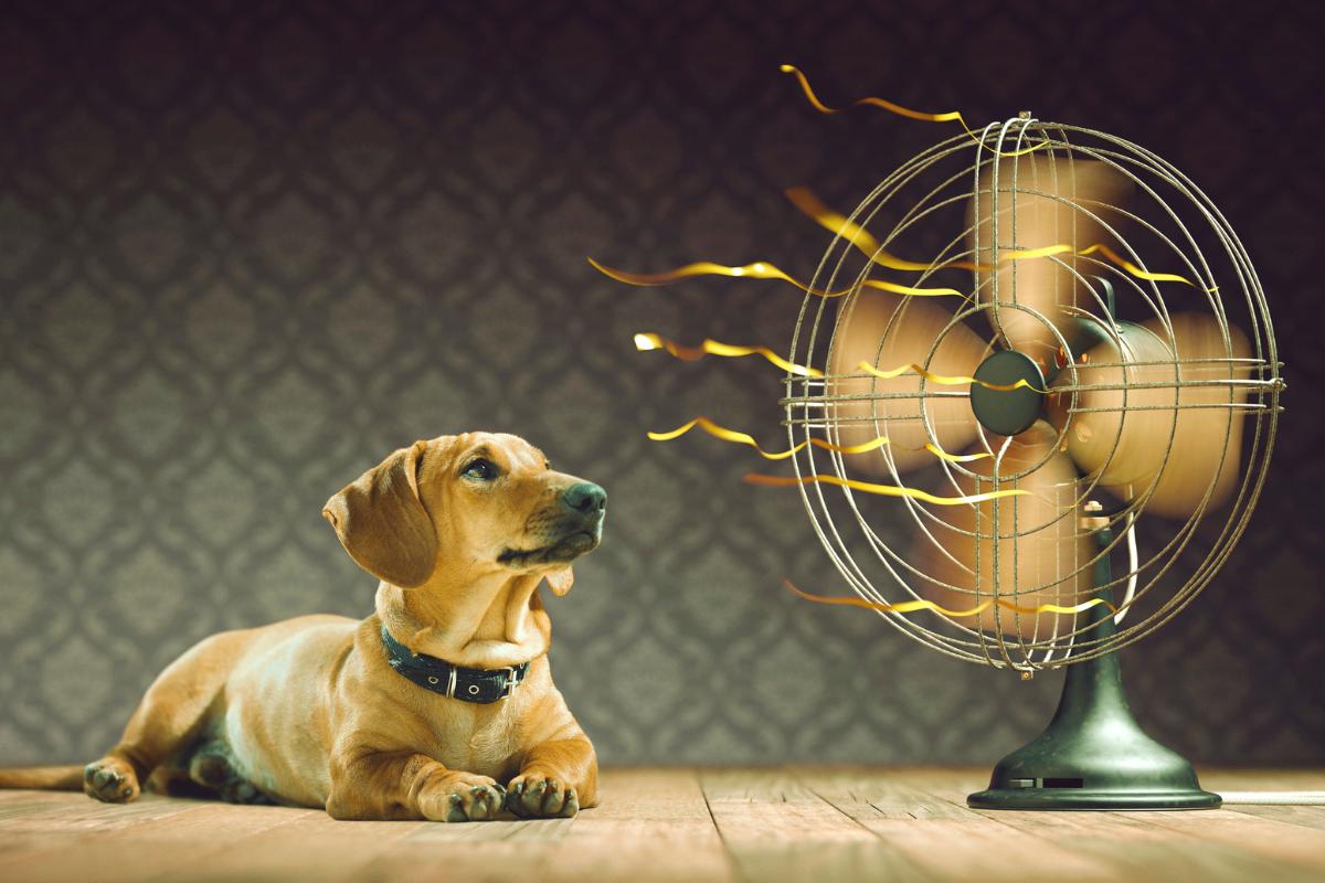 Como saber se o cachorro está com calor?
