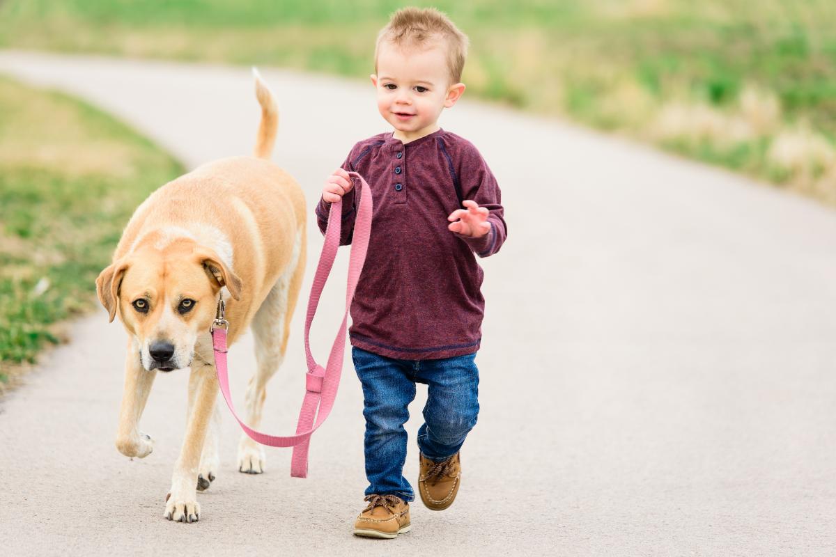 Erros comuns ao passear com o cachorro - Imagem: Canva Pró