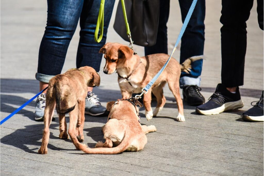 Como fazer meu cachorro ignorar outros cachorros - Imagem: Canva Pró