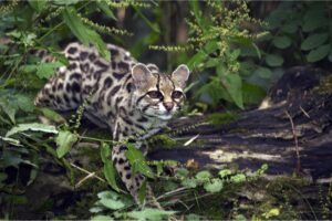 O gato-maracajá: uma fascinante mistura de elegância e selvageria – Imagem: Canva Pró.