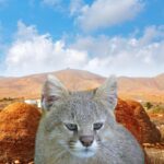 Conhecendo o fascinante gato-dos-pampas – Imagem: Canva Pró.