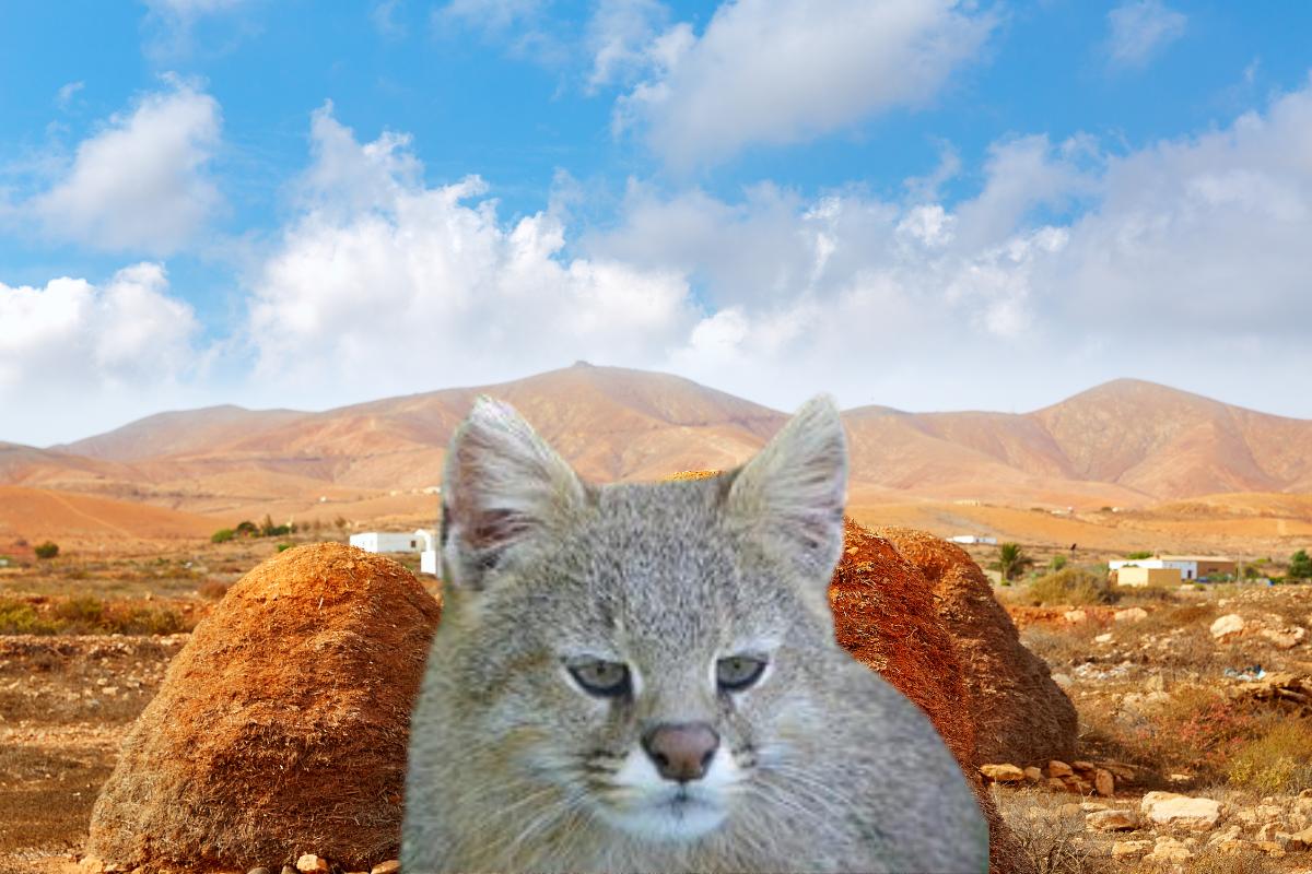 Conhecendo o fascinante gato-dos-pampas – Imagem: Canva Pró.