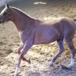 Cavalo Akhal-Teke: descobrindo a elegância e a força – Imagem: Canva Pró.