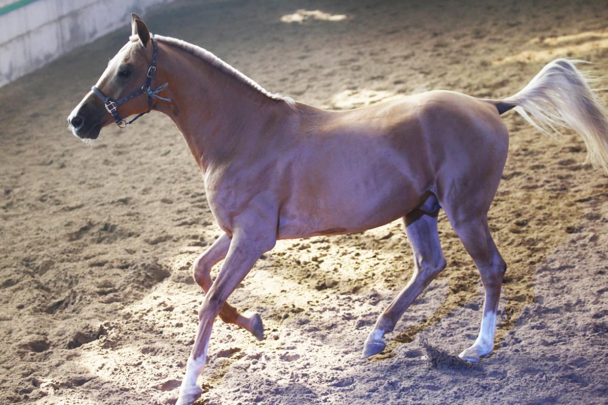 Cavalo Akhal-Teke: descobrindo a elegância e a força – Imagem: Canva Pró.