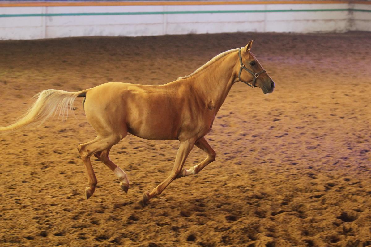 Cavalo Akhal-Teke: descobrindo a elegância e a força