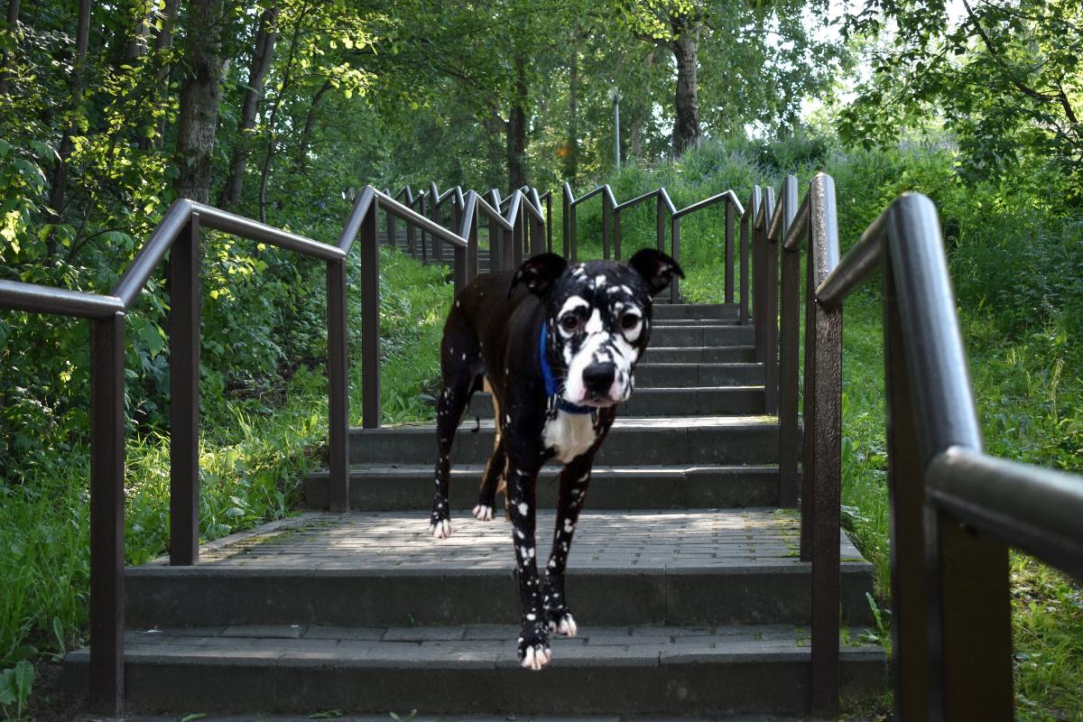 Vitiligo em cães: quais raças são mais suscetíveis? – Imagem: Canva Pró.