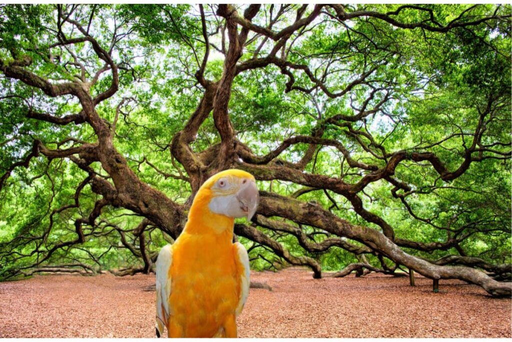 Arara dourada: a majestade dos céus tropicais – Imagem: Canva Pró.