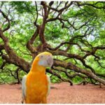 Arara dourada: a majestade dos céus tropicais – Imagem: Canva Pró.