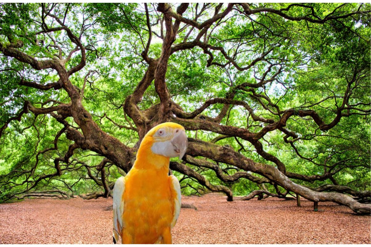Arara dourada: a majestade dos céus tropicais – Imagem: Canva Pró.