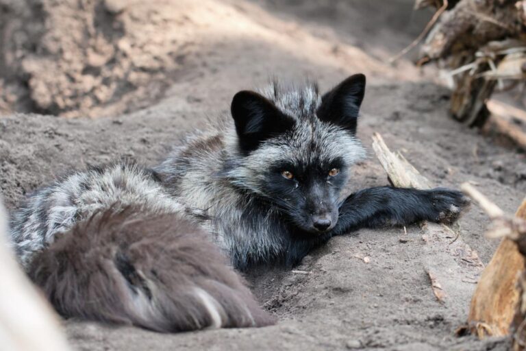 Raposa prateada: uma espécie encantadora da natureza - Imagem Canva Pró