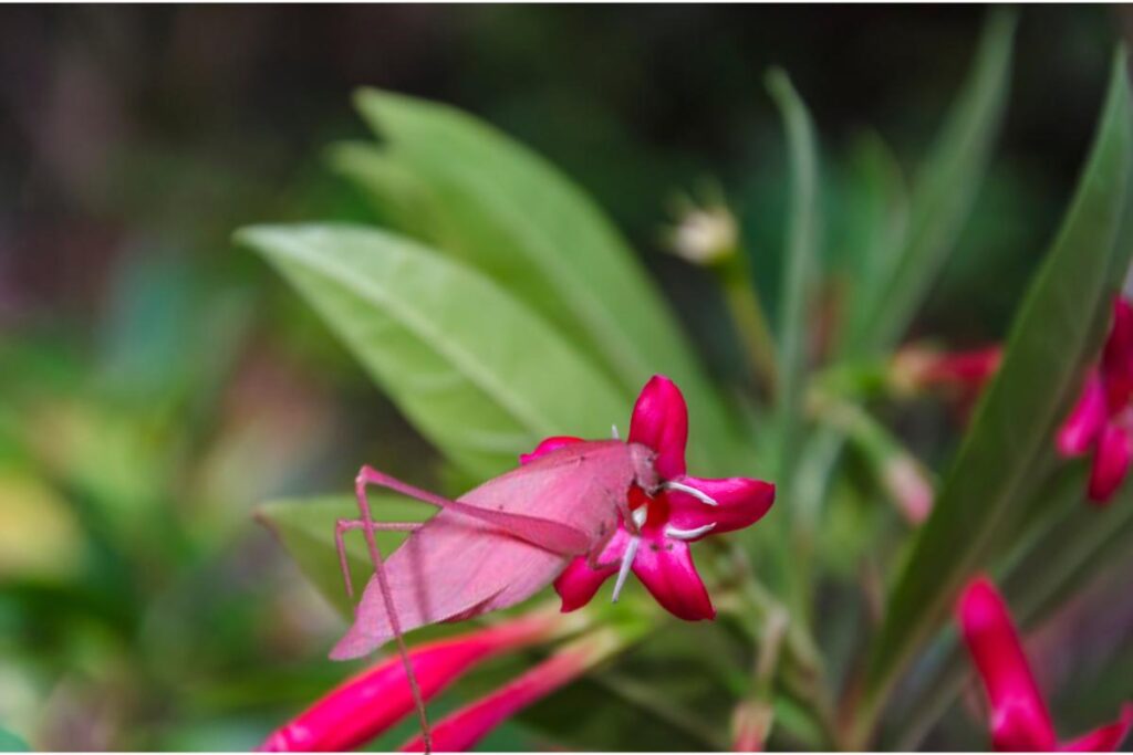 Esperança rosa: um animal surpreendente - Imagem Canva Pró