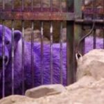 Urso polar roxo: um encontro raro com a natureza - Imagem Canva Pró