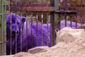 Urso polar roxo: um encontro raro com a natureza - Imagem Canva Pró