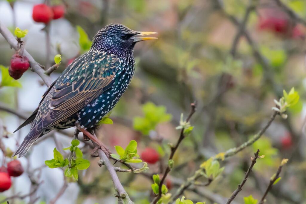 Estorninhos: as aves encantadoras - Imagem Canva Pró