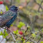 Estorninhos: as aves encantadoras - Imagem Canva Pró