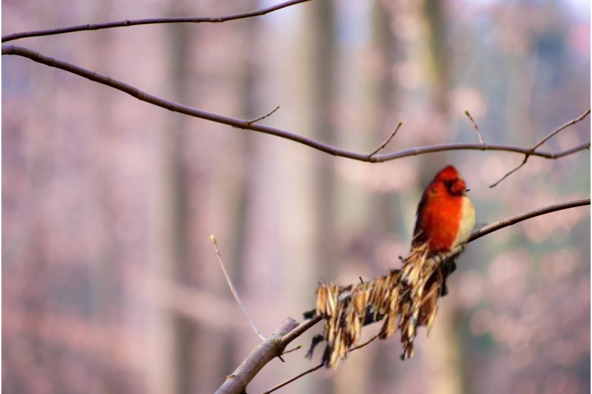 Cardeal bicolor: um pássaro de beleza e contrastes