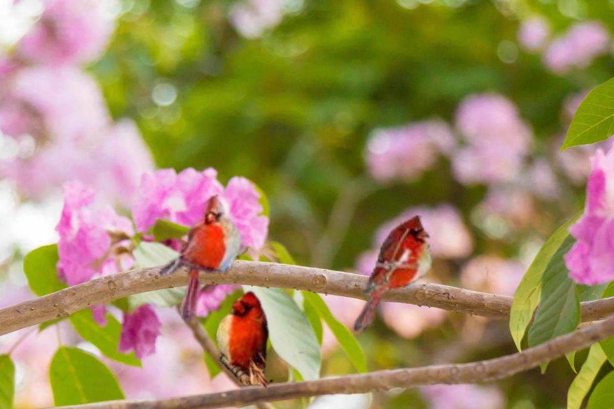 Cardeal bicolor: um pássaro de beleza e contrastes - Imagem Canva Pró