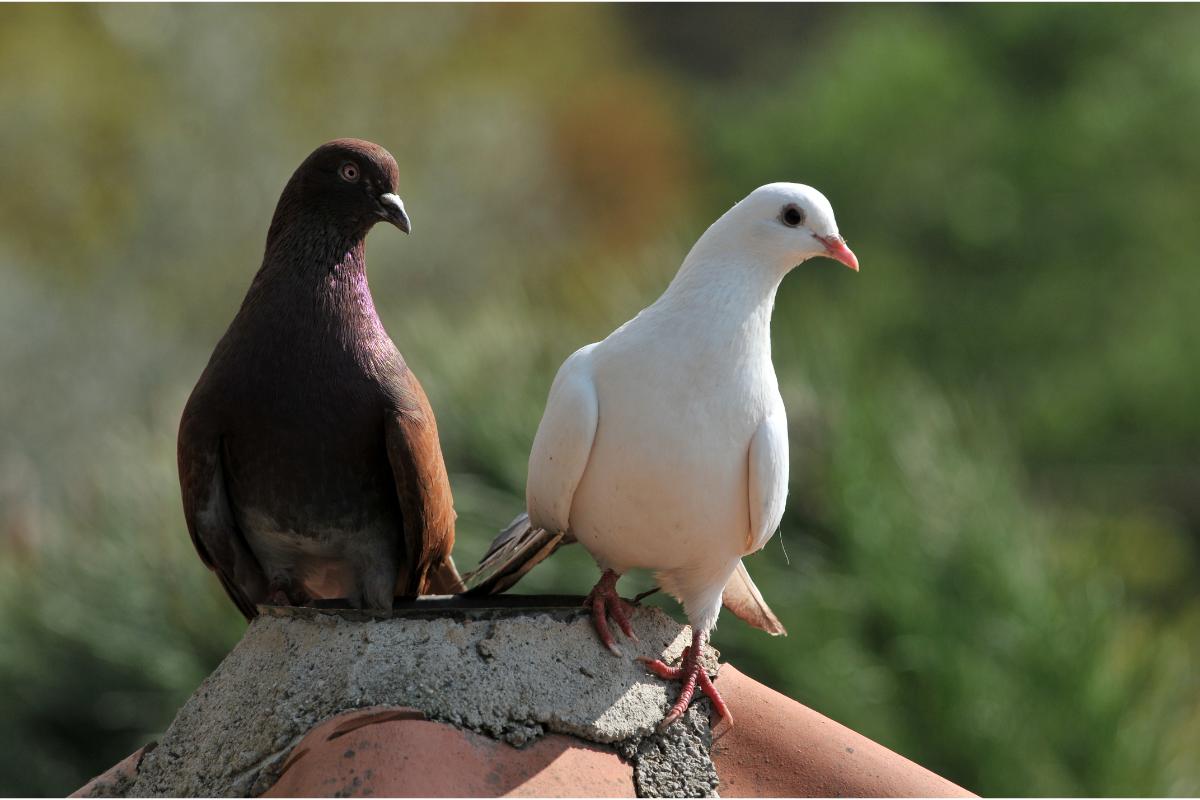 Tipos de pombos: conheça as diferentes espécies - Imagem Canva Pró